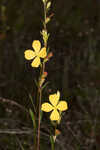 Narrowleaf primrose-willow